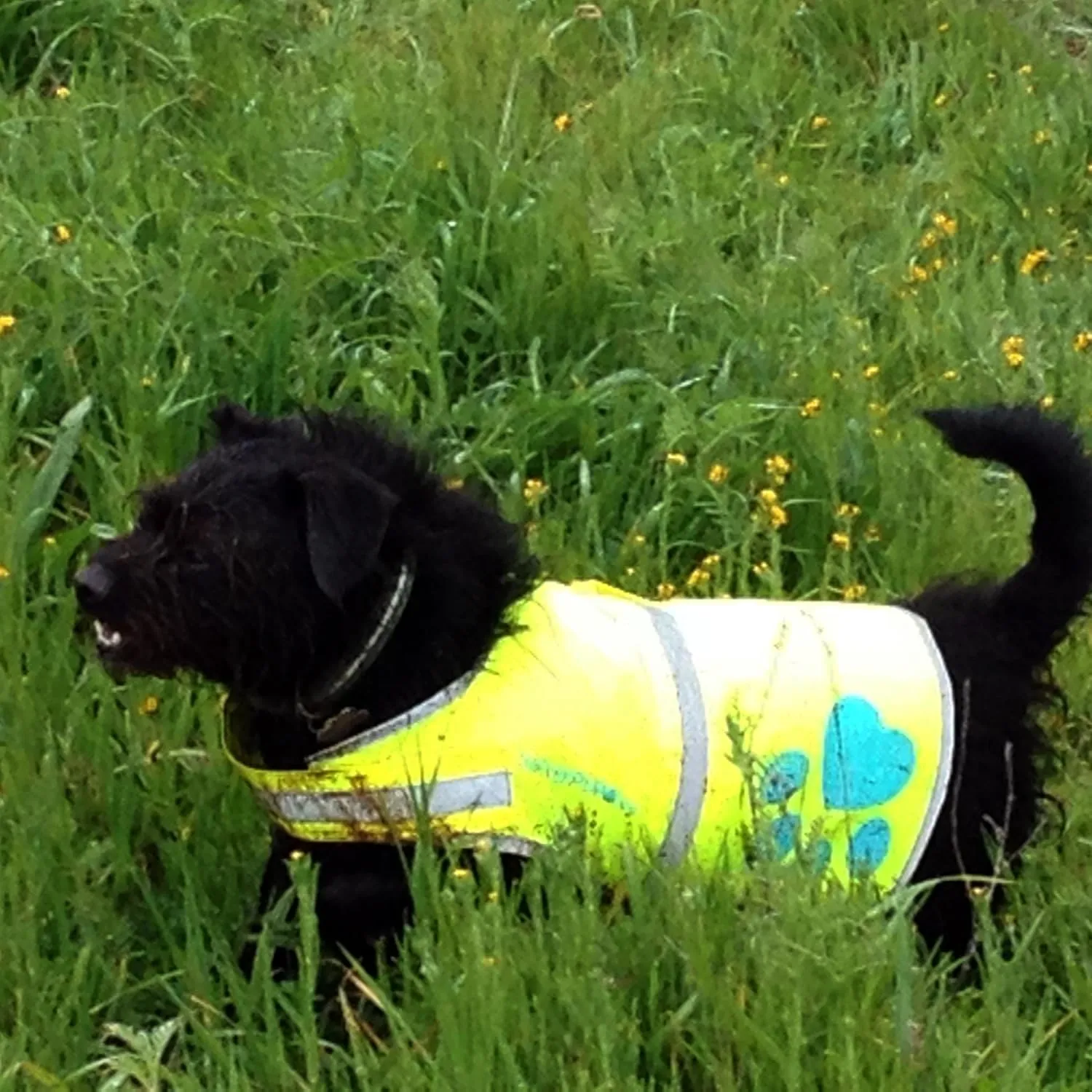 Dog Reflective Vest, Sizes to Fit Dogs 14 lbs to 130 lbs - SafetyPUP XD Hi Vis, Safety Vest Keeps Dogs Visible On and Off Leash in Both Urban and Rural Environments Neon Yellow