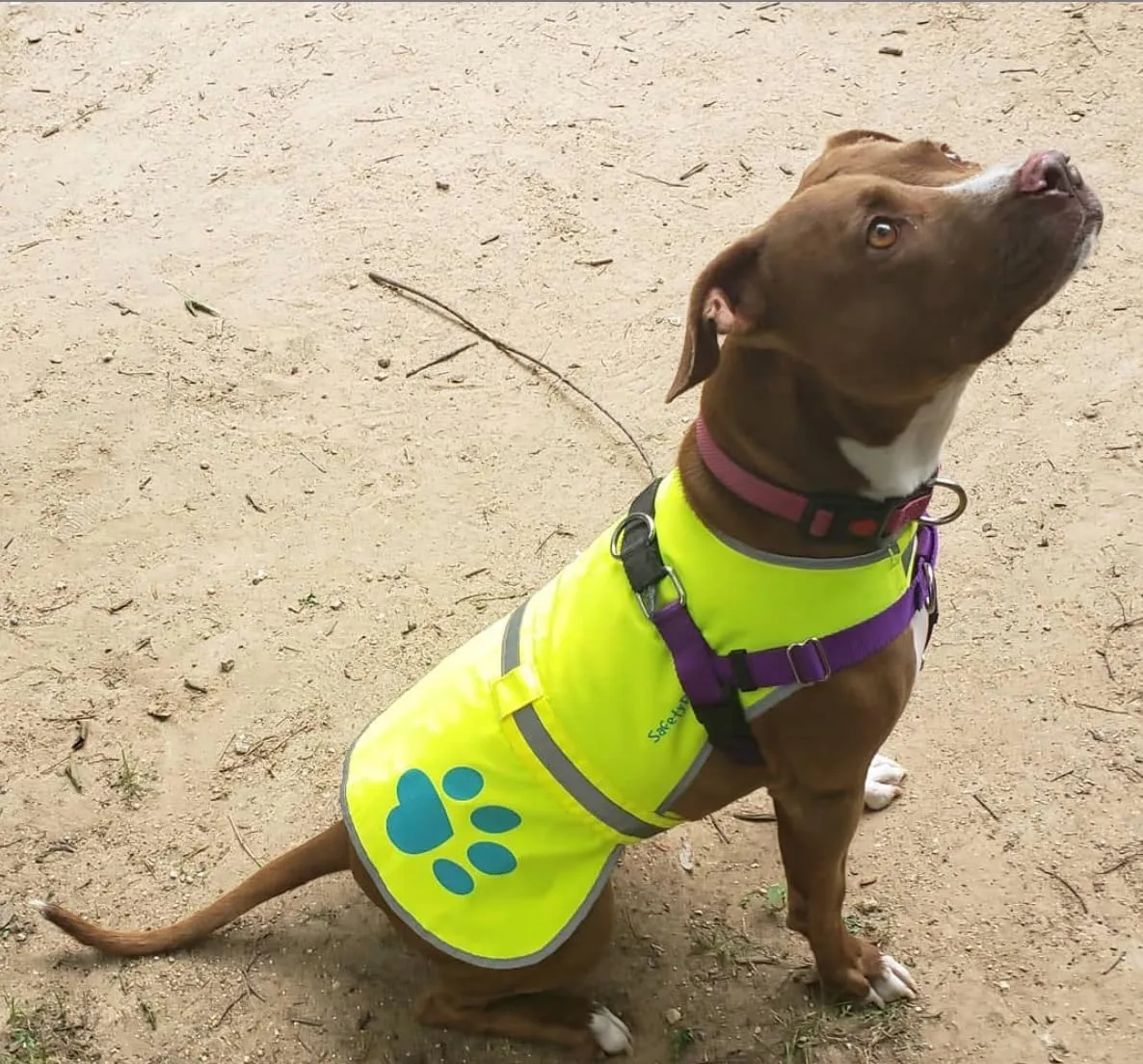 Dog Reflective Vest, Sizes to Fit Dogs 14 lbs to 130 lbs - SafetyPUP XD Hi Vis, Safety Vest Keeps Dogs Visible On and Off Leash in Both Urban and Rural Environments Neon Yellow