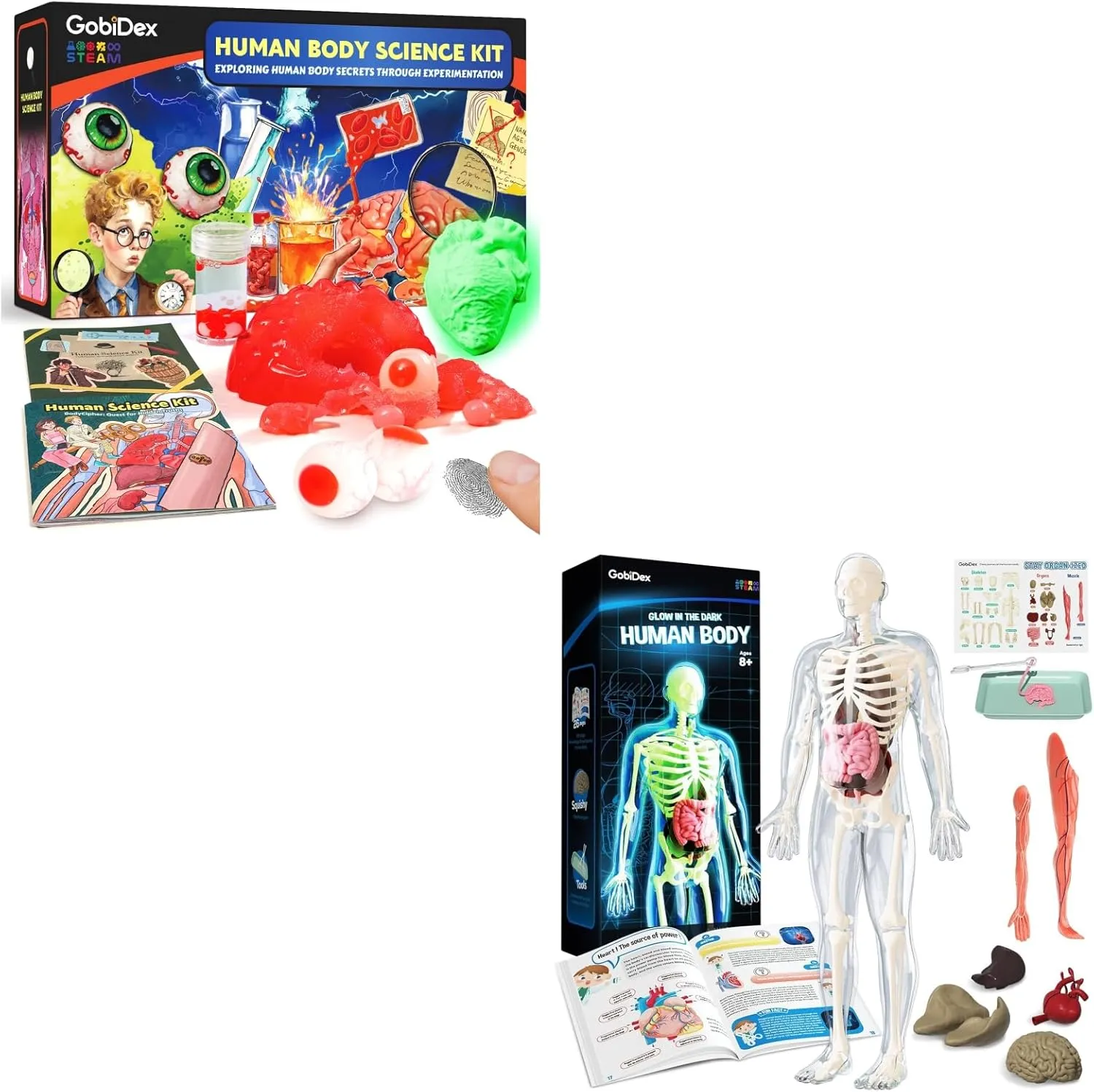 GobiDex Human Body Model Kit & Human Science Experiments,Physiology Anatomy for Kids Ages 8 ,Eduactional STEM Toys,Birthday Hallowan Gifts for Boys and Girls 8-12,